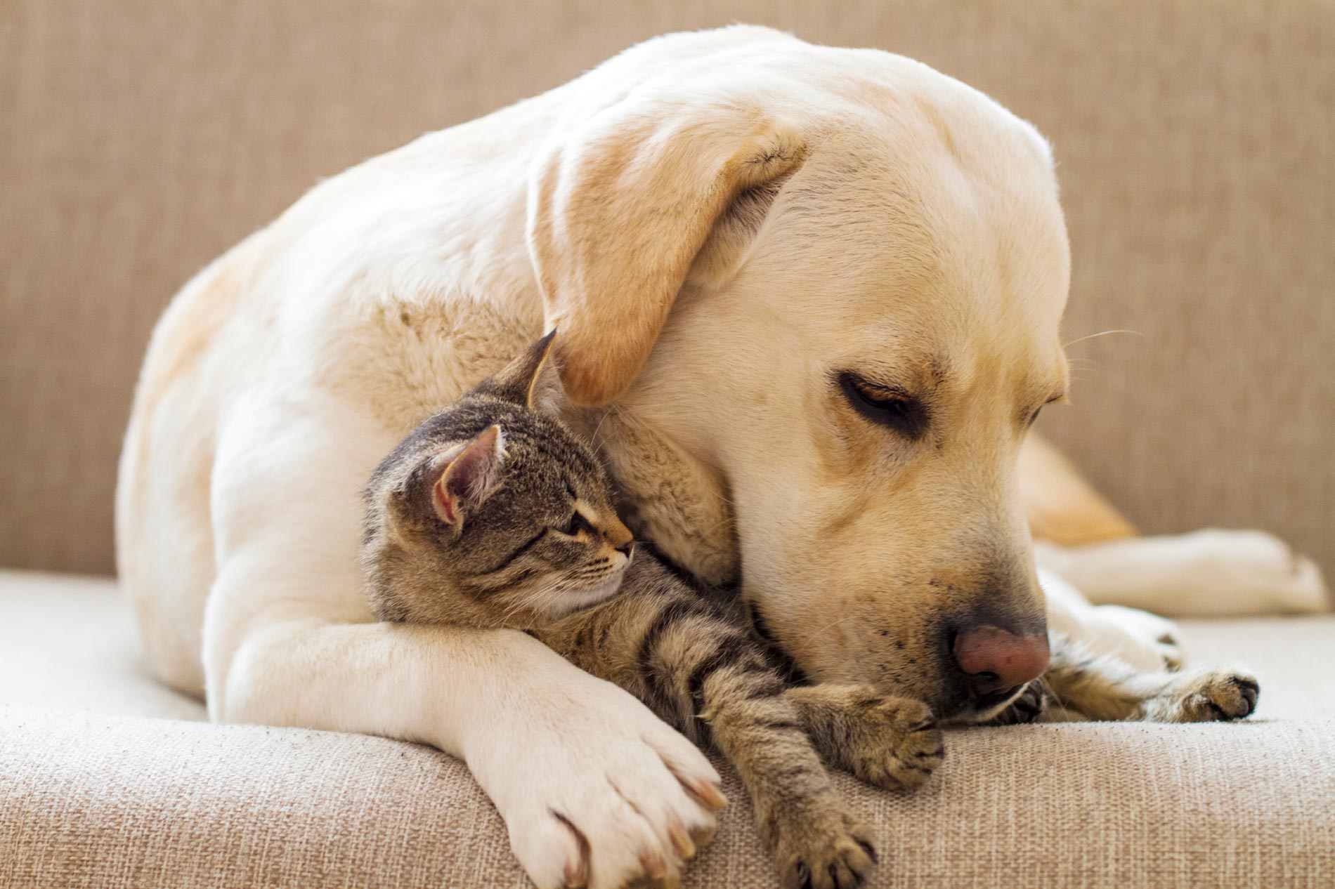 Yellow lab snuggles a kitten on a couch