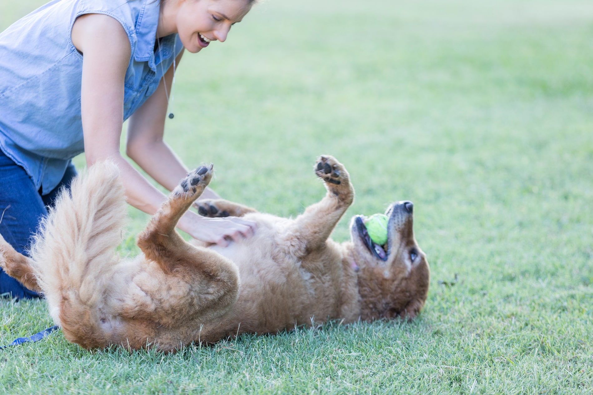 Person playing with dog in grass