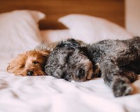 a couple of dogs laying on top of a bed