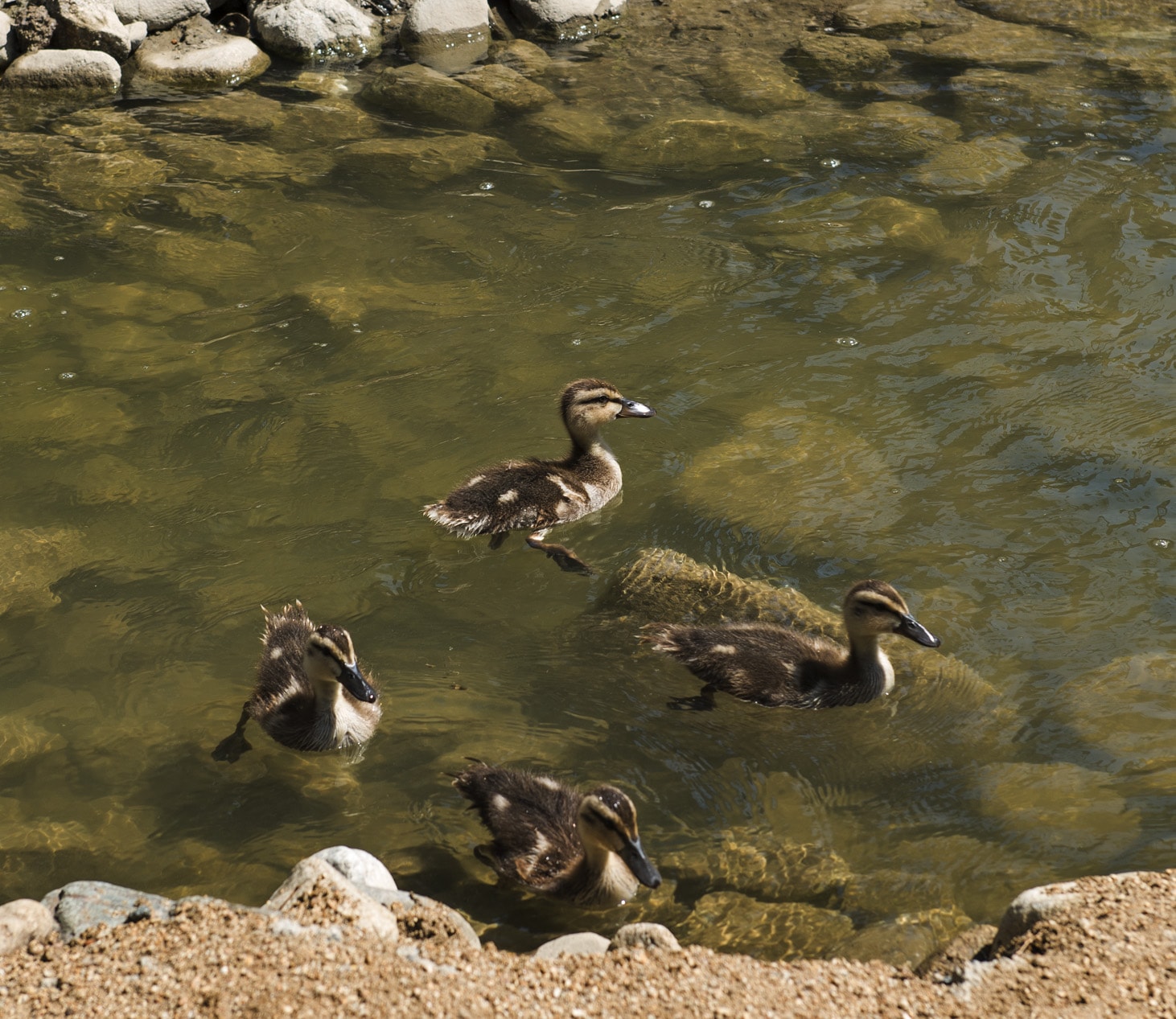 27 Seventy Five Mesa Verde Ducks