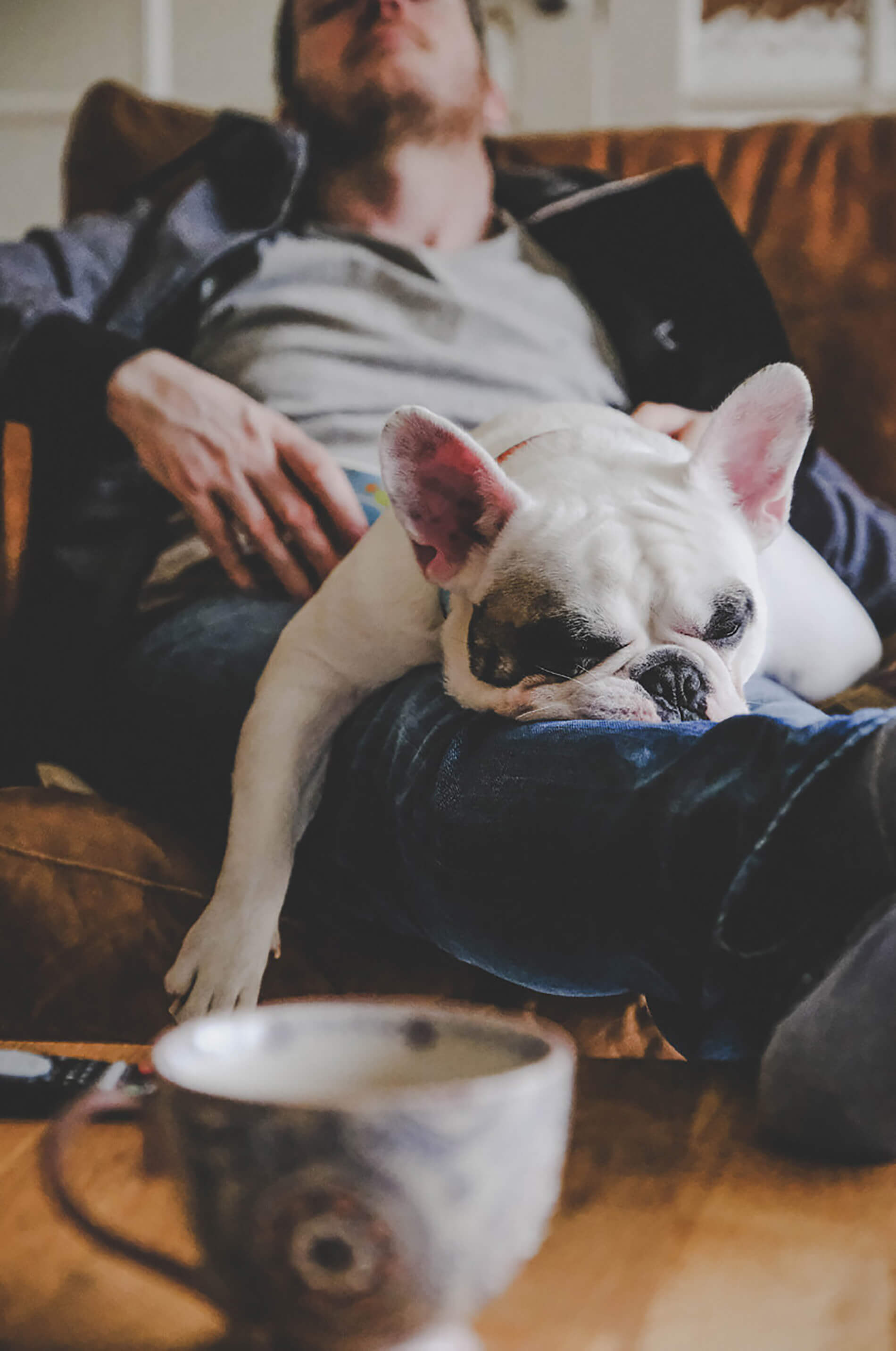 Dog sleeping on persons lap