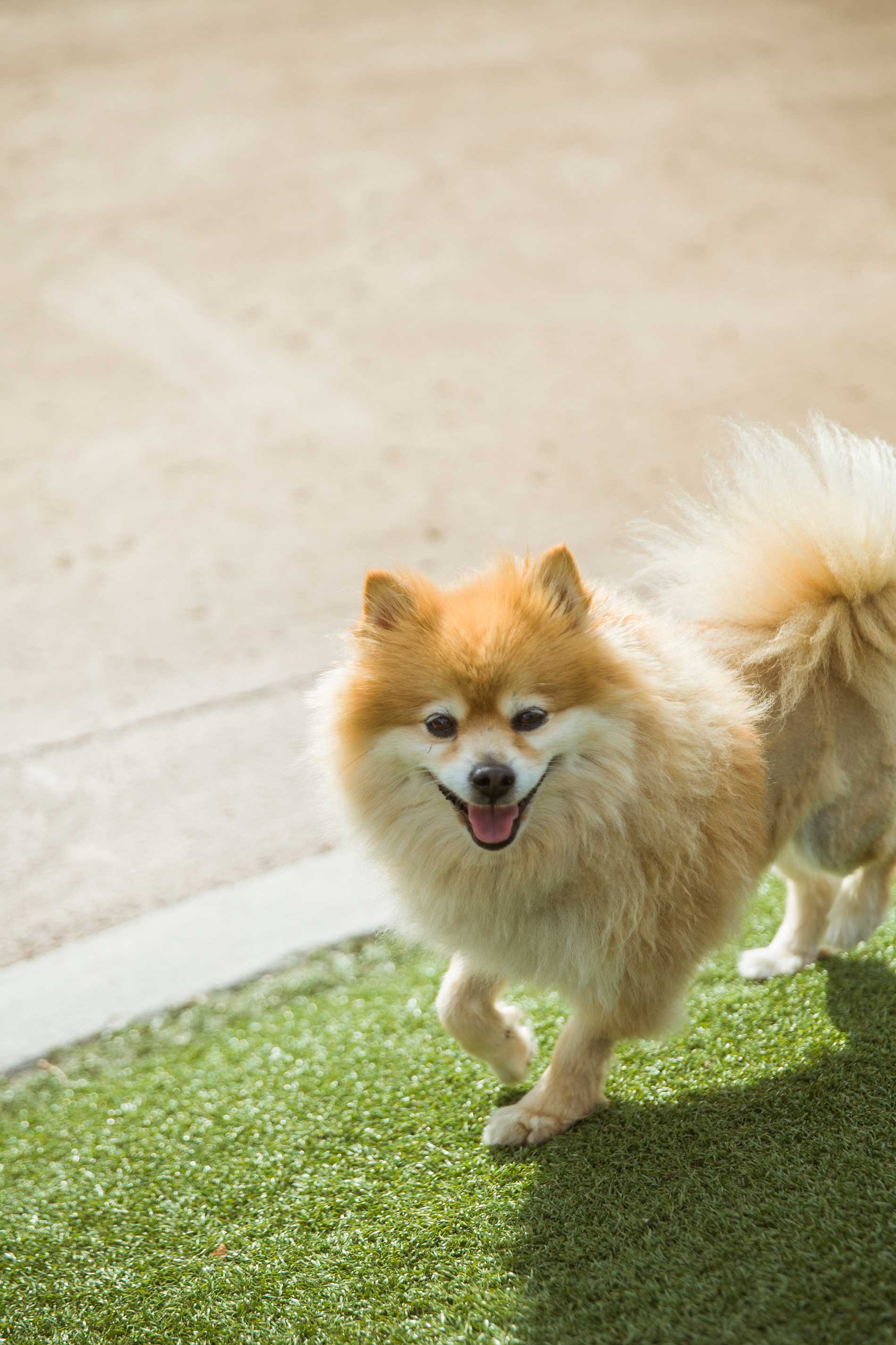 Small dog at the dog park