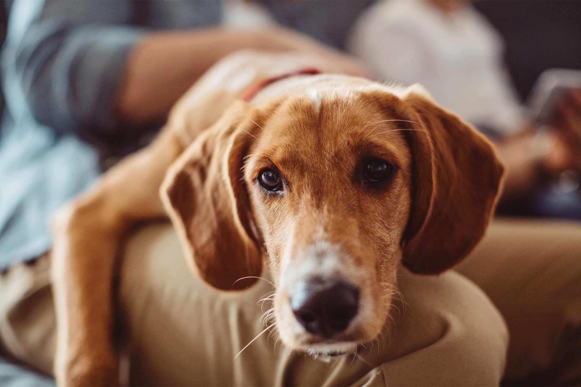 Peaceful dog on a man's lap