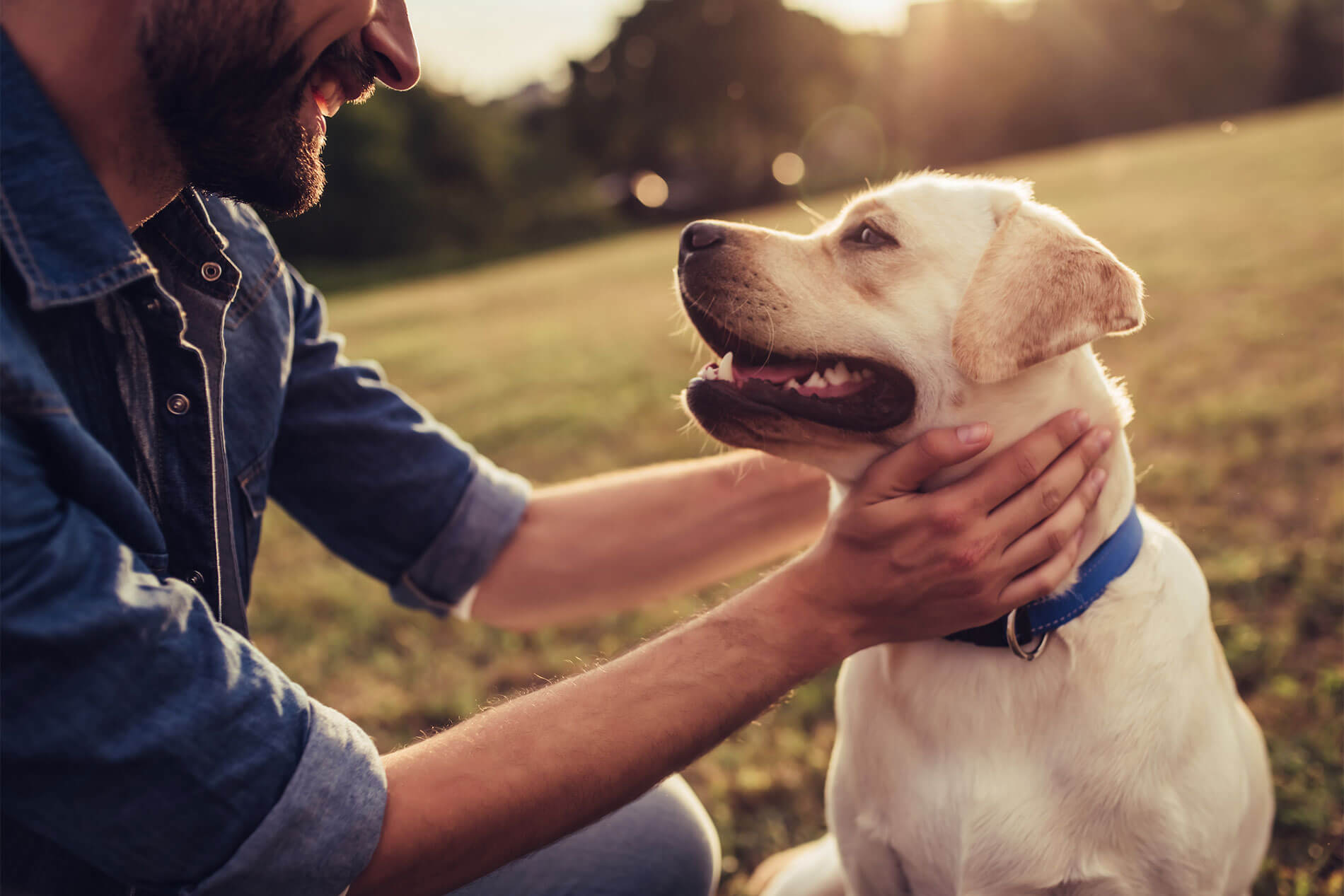 Man petting dog in a field