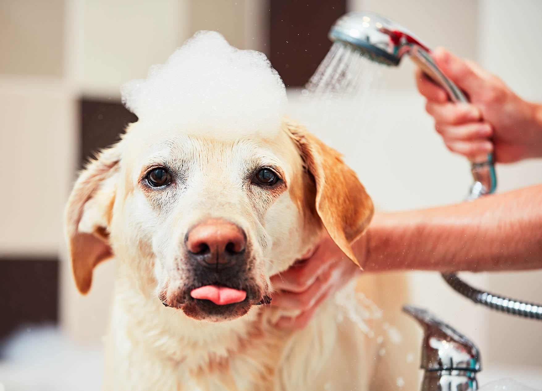 dog getting bathed