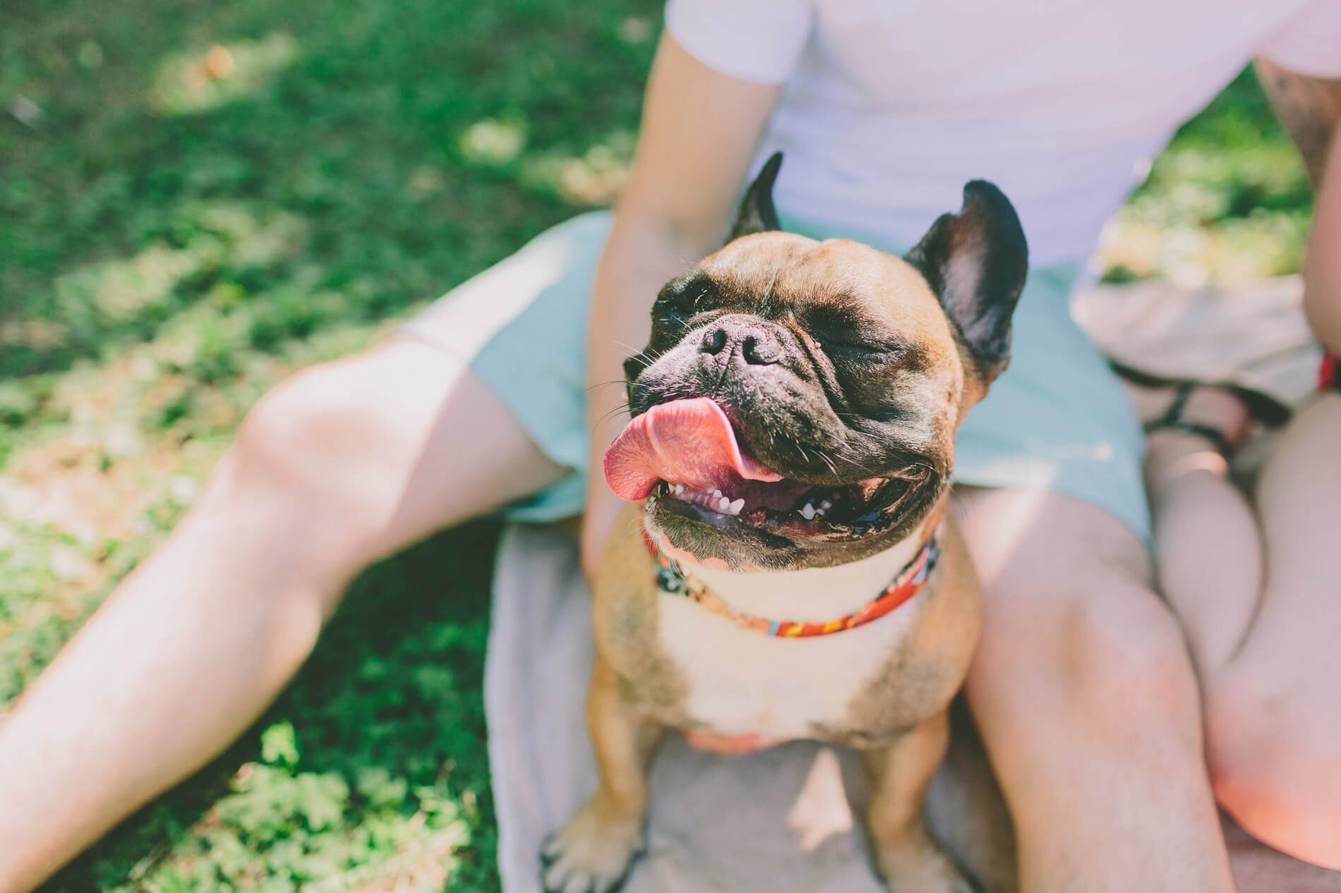 French bulldog smiling in the sun