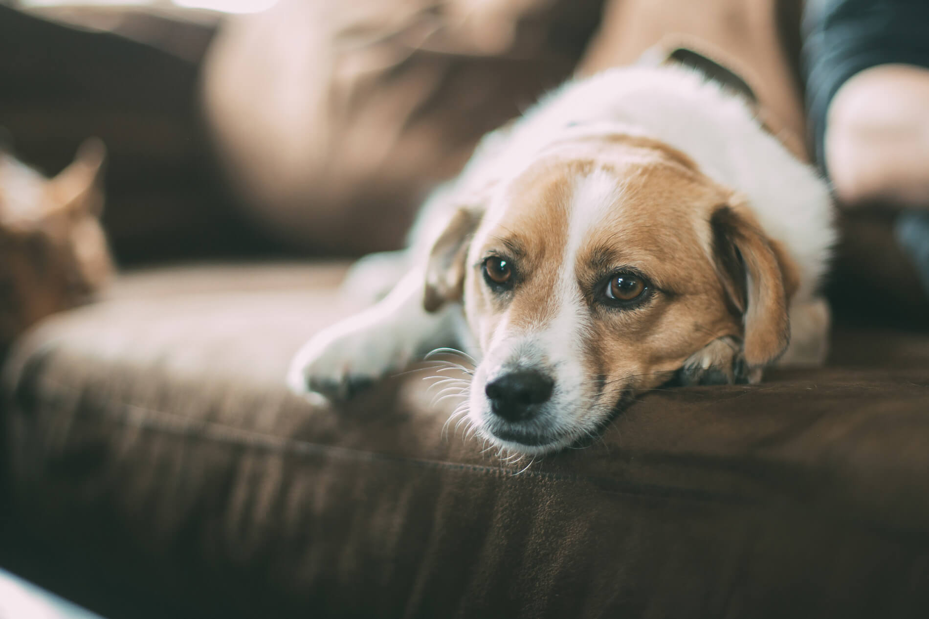 Lifestyle dog on couch