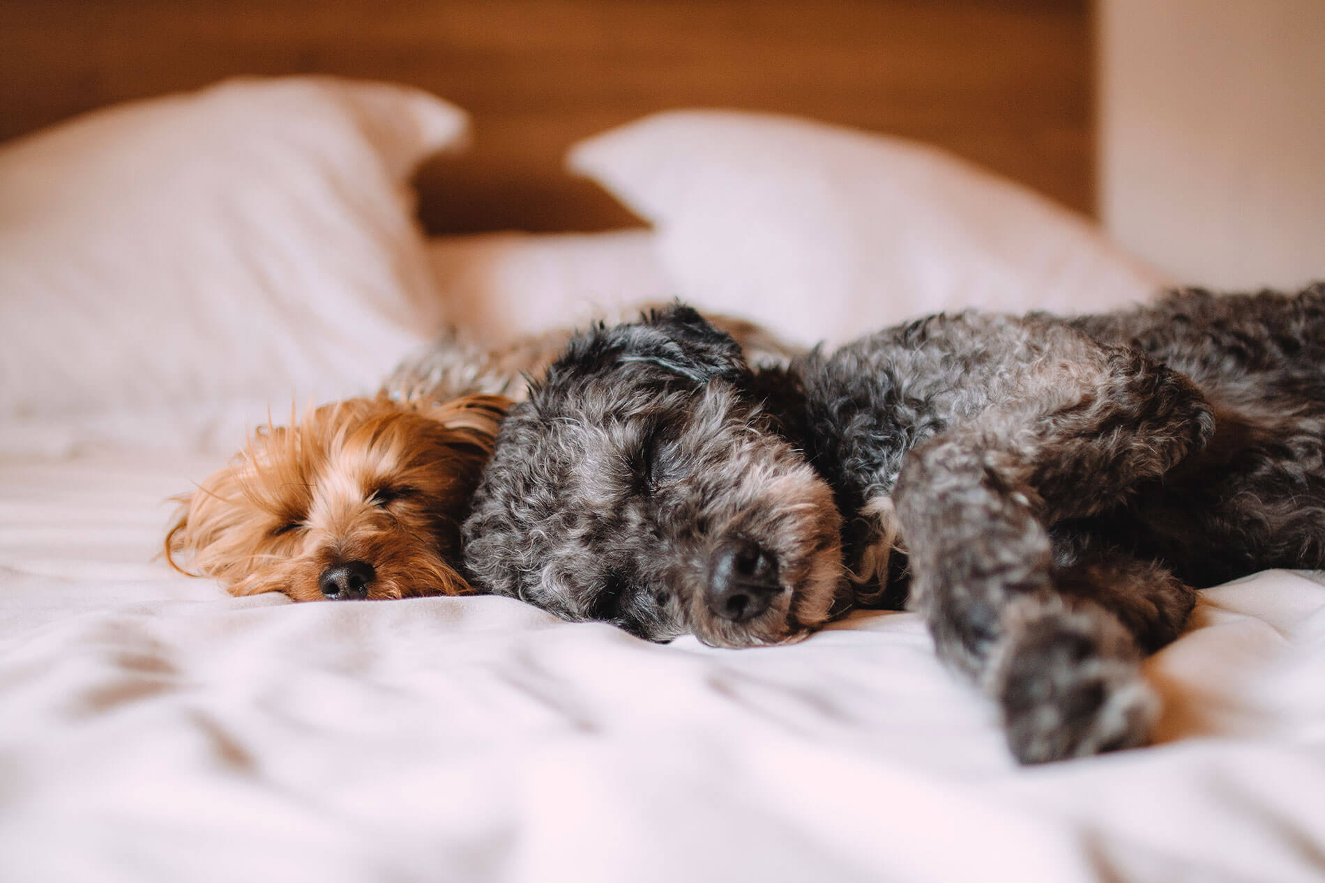 Two dogs laying on a bed cuddling