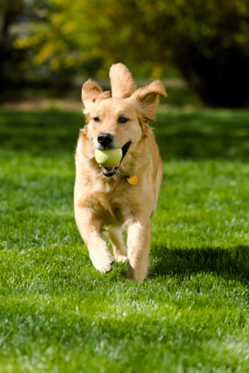 Dog running