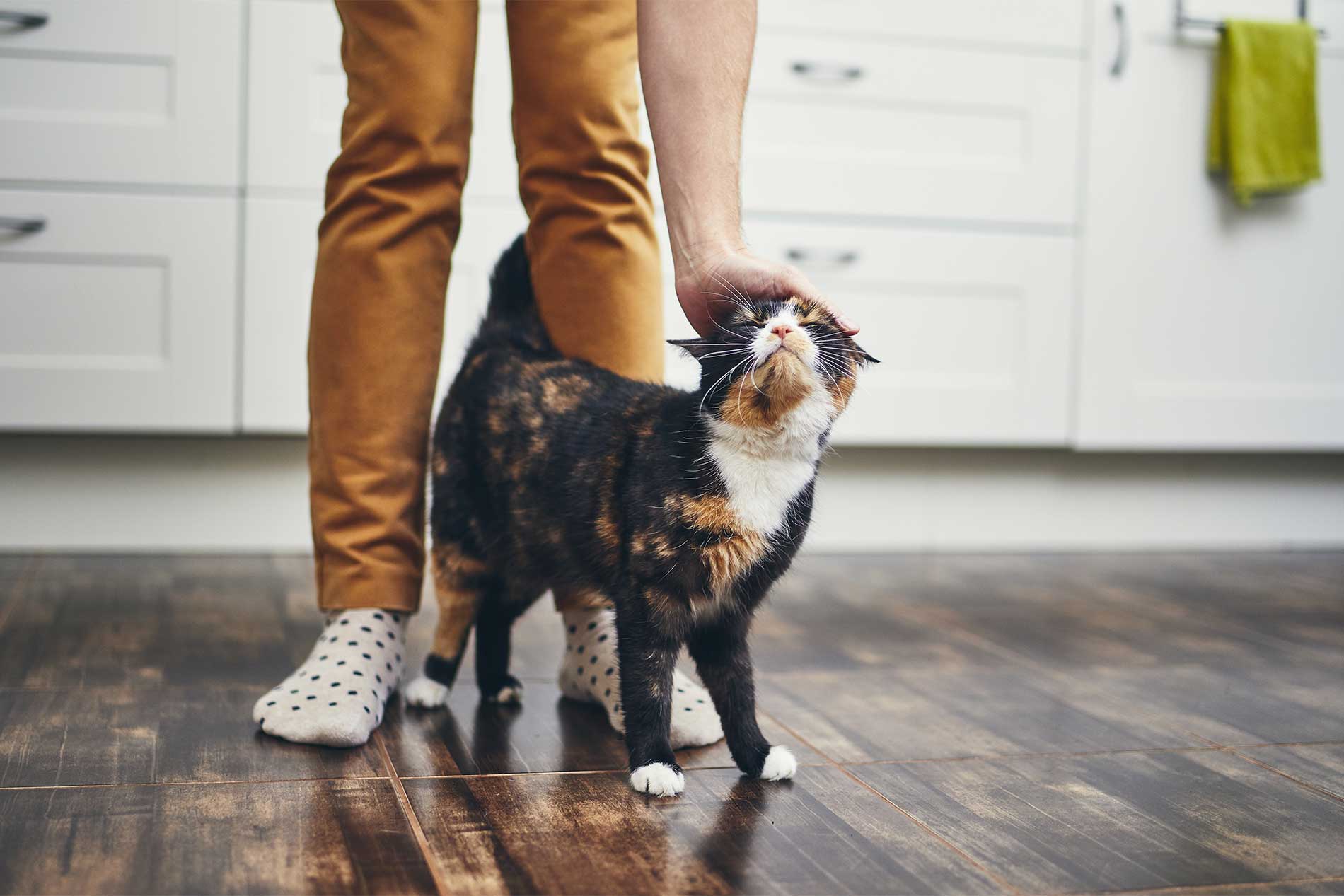 Pet-friendly apartment