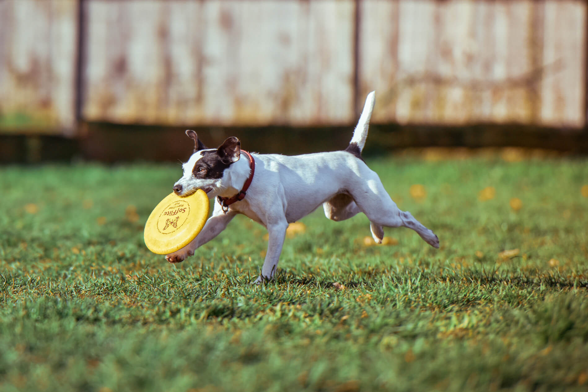 Dog playing