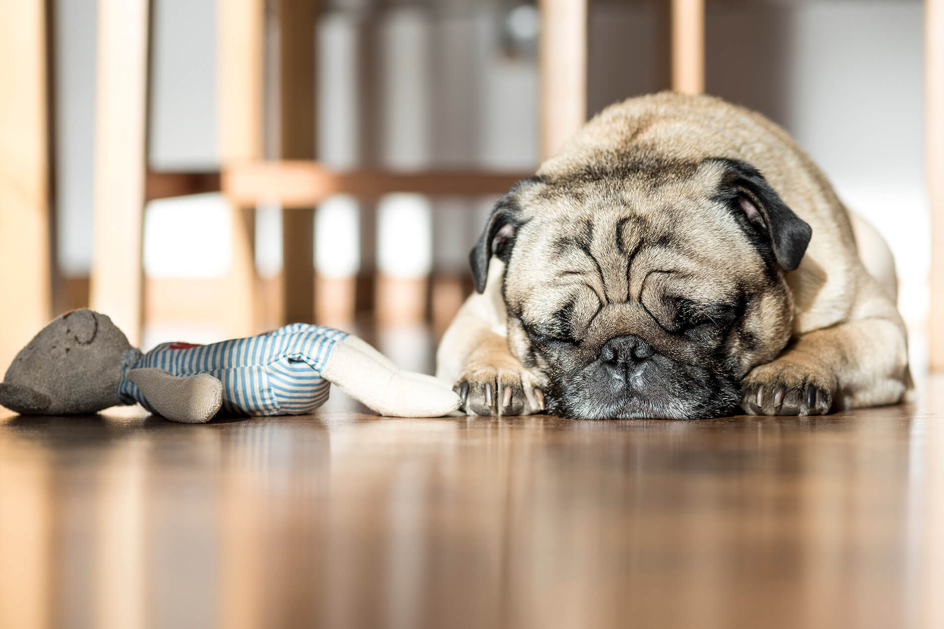 Dog sleeping on the floor