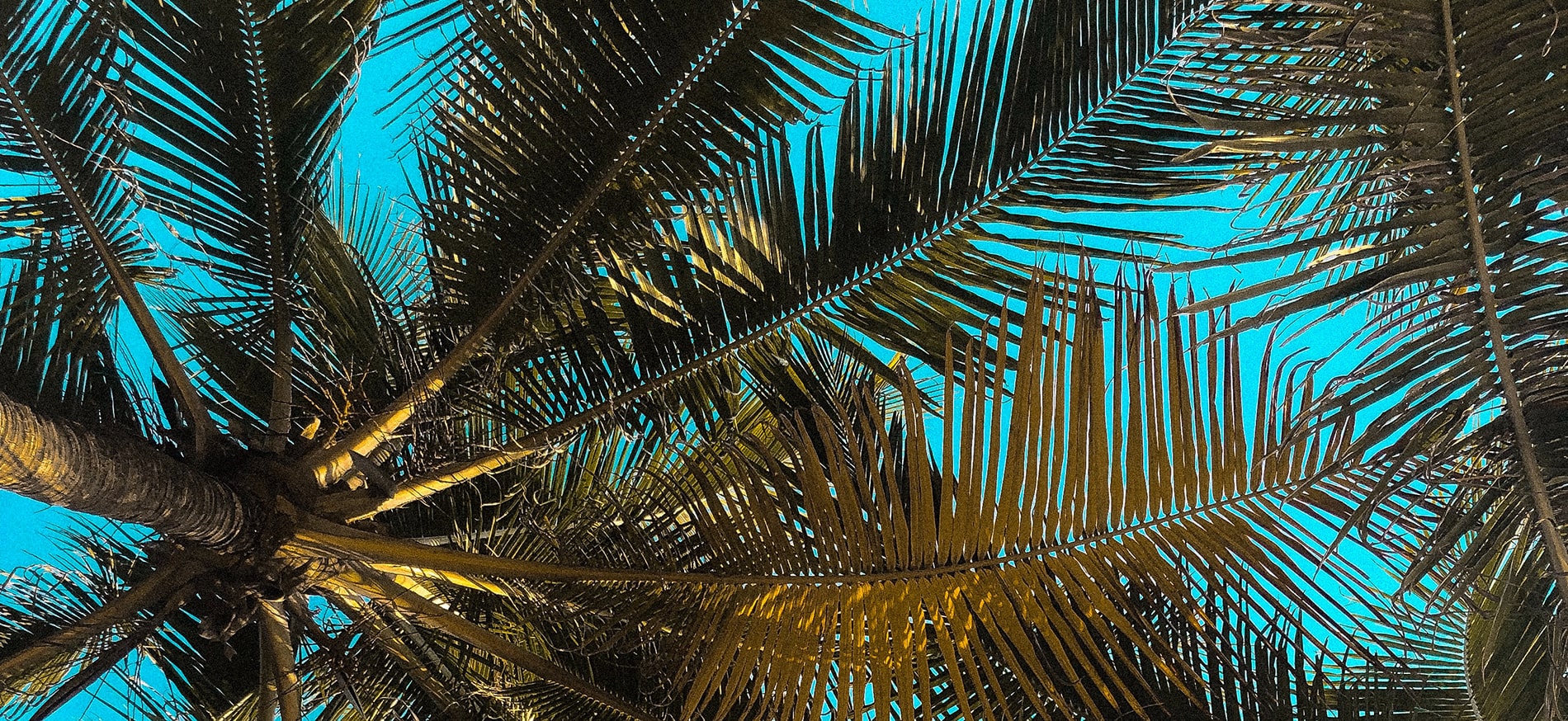 Palm trees closeup