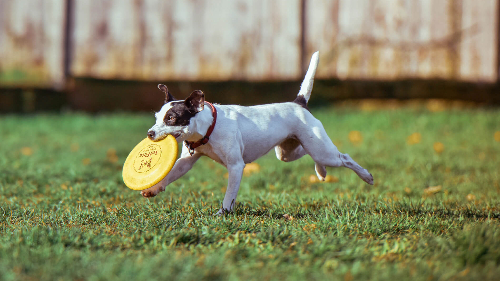 Dog running