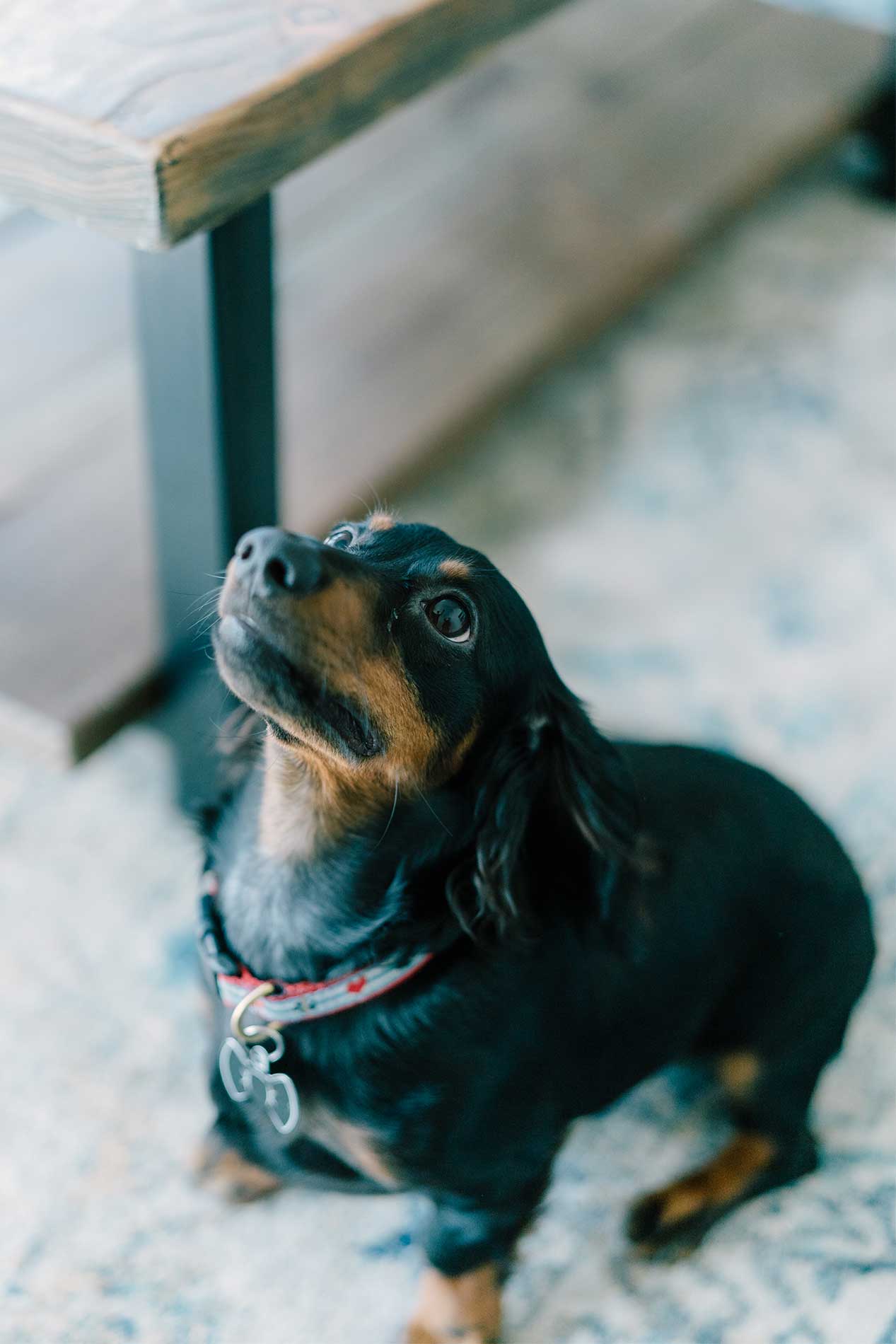 Pet friendly living in Santa Monica, CA