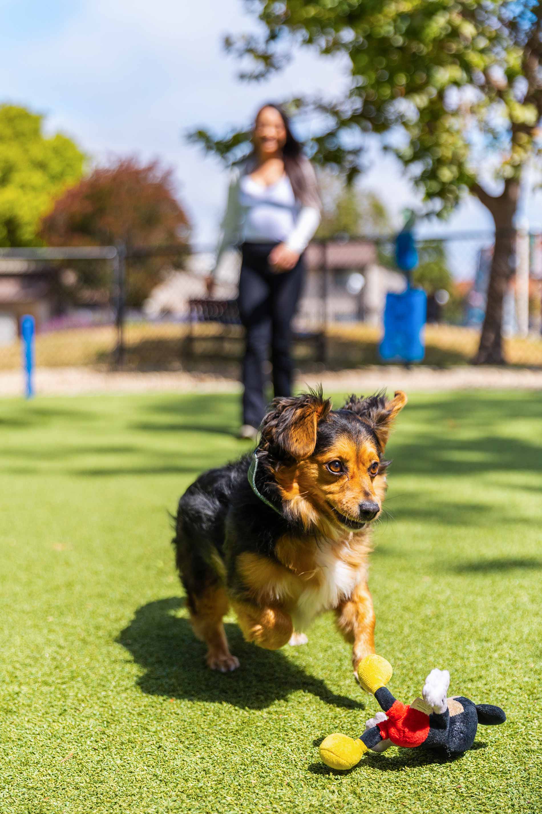 Laurel Tree dog runs in dog park
