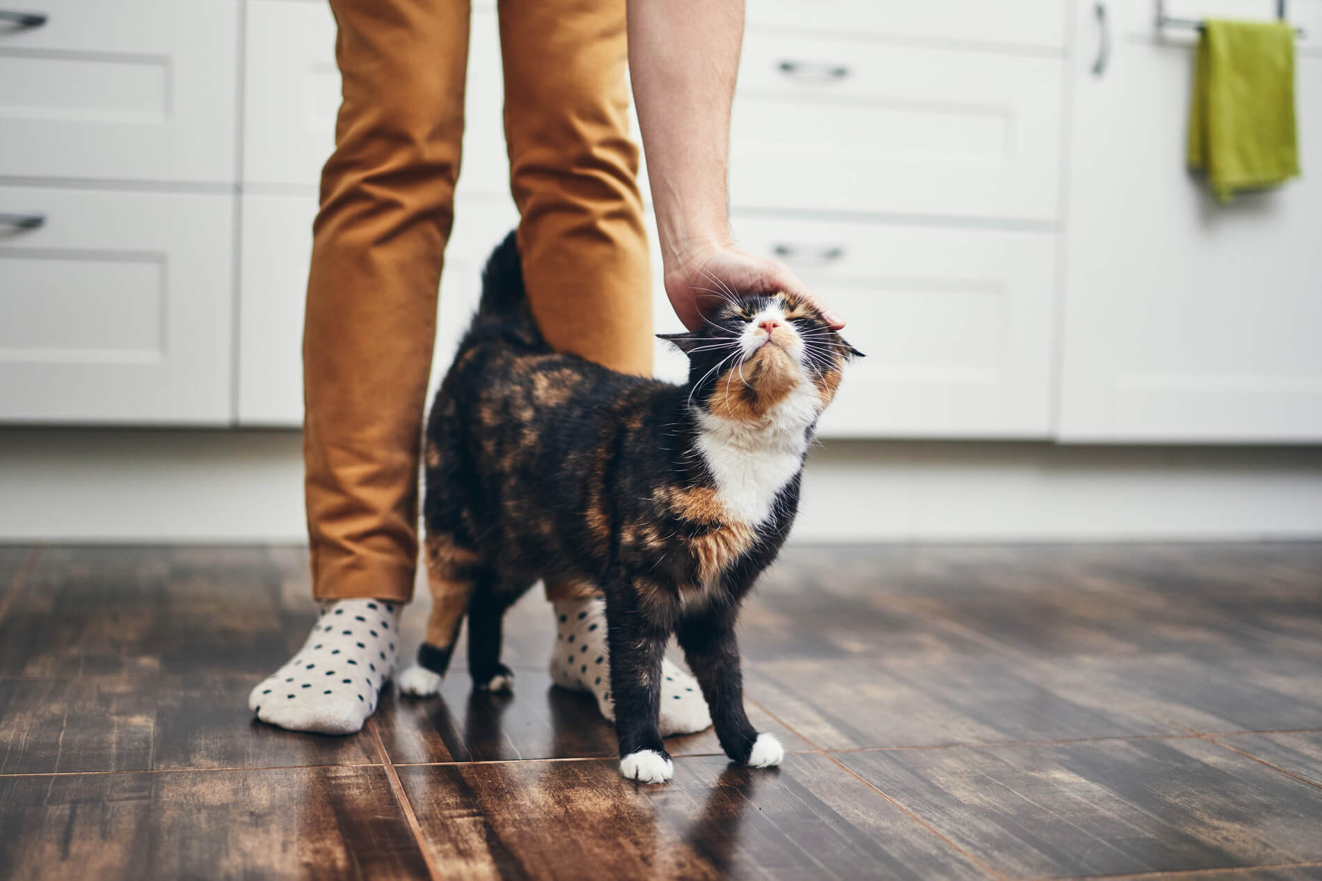 Cat walking between person's legs