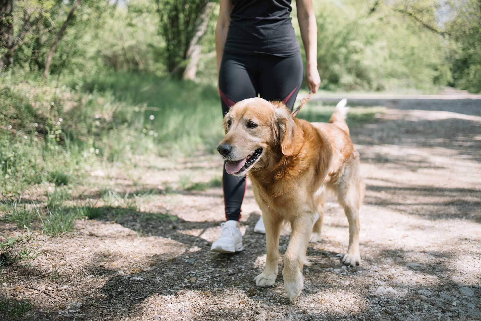 Dog walking in park