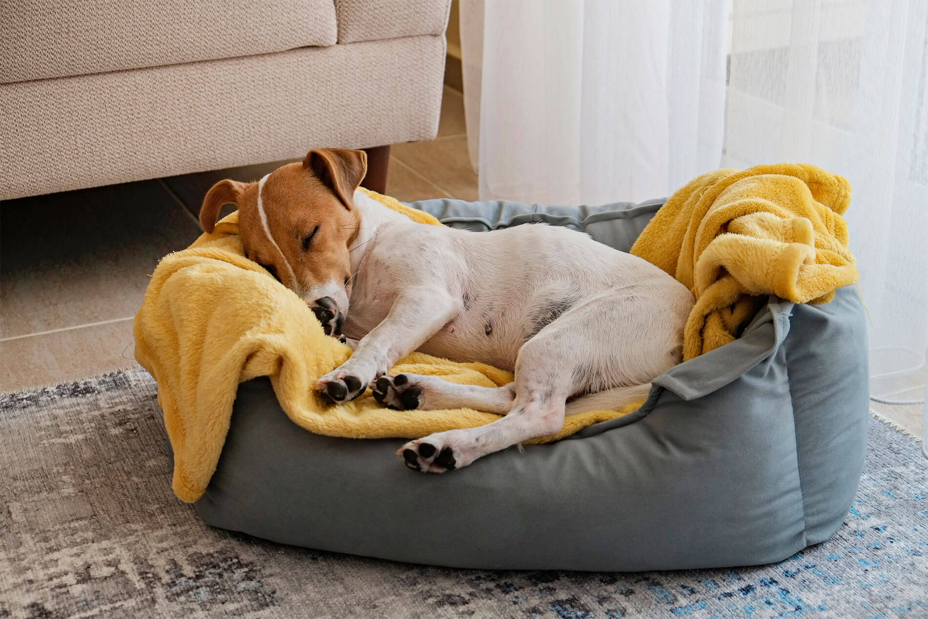 Sleeping dog in dog bed