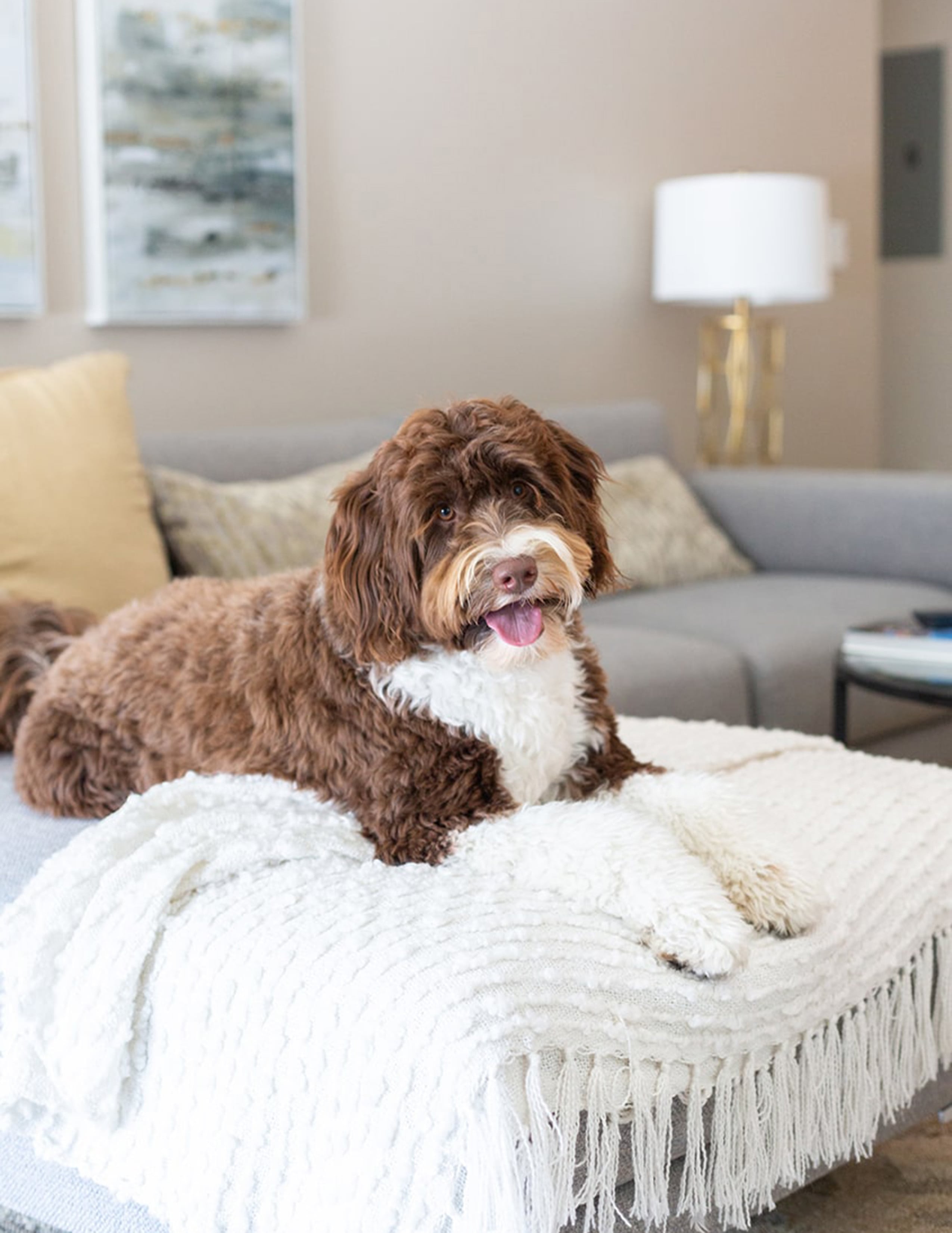 Dog sitting on couch