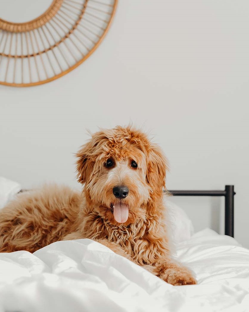 Golden doodle dog on bed