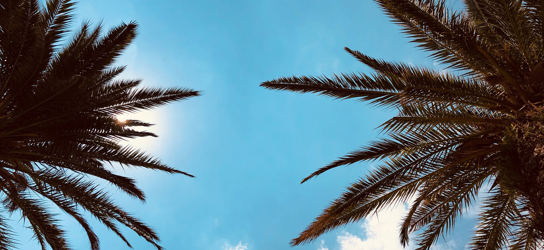 Palm trees and sky 