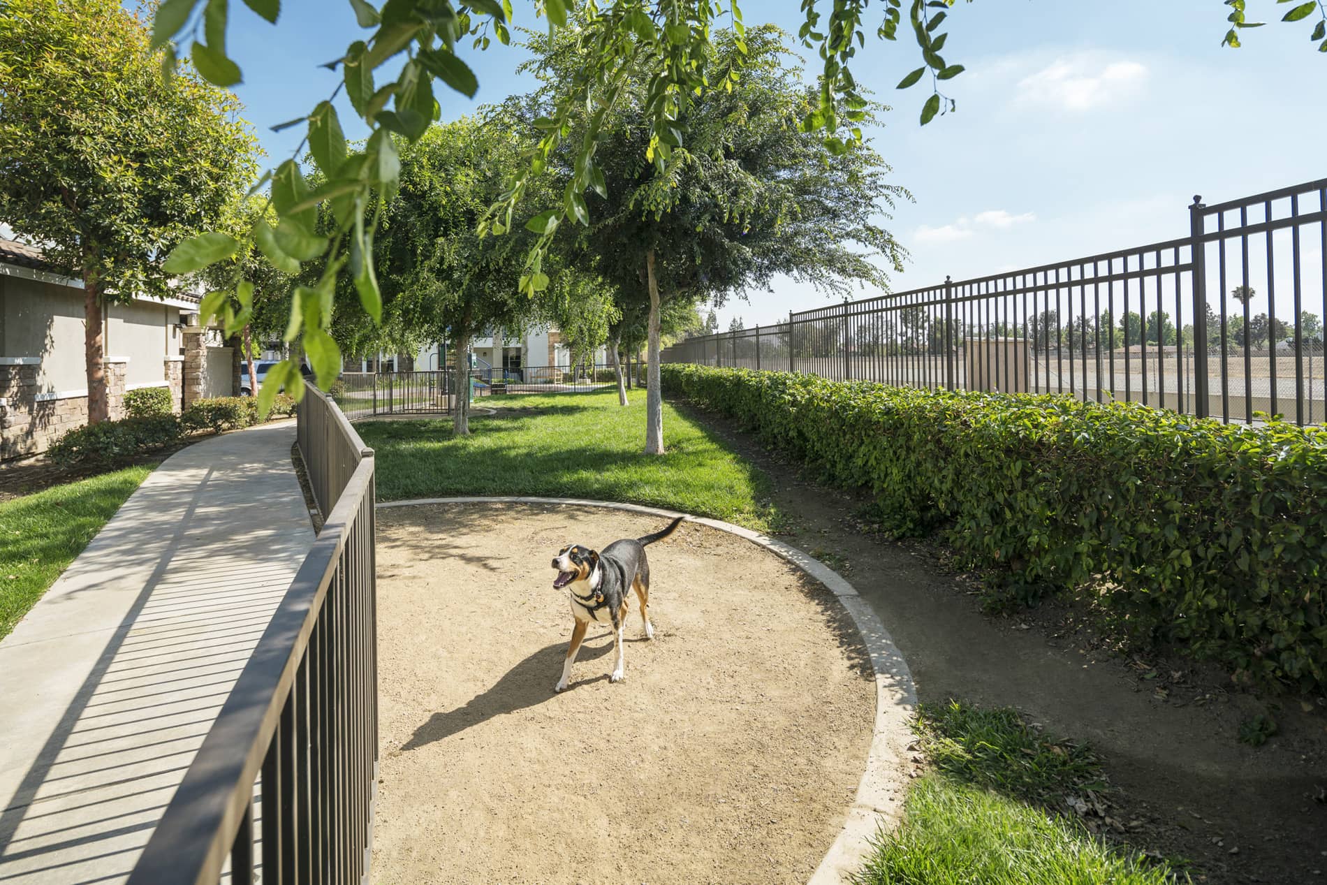 Verano at Rancho Cucamonga Town Dog Park