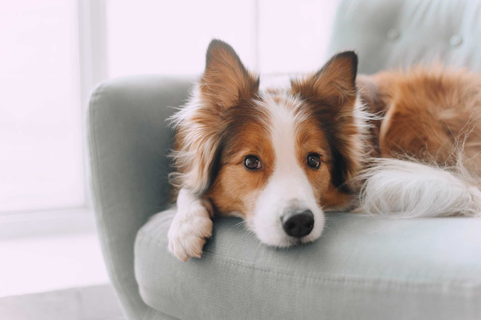 Dog lounging on couch