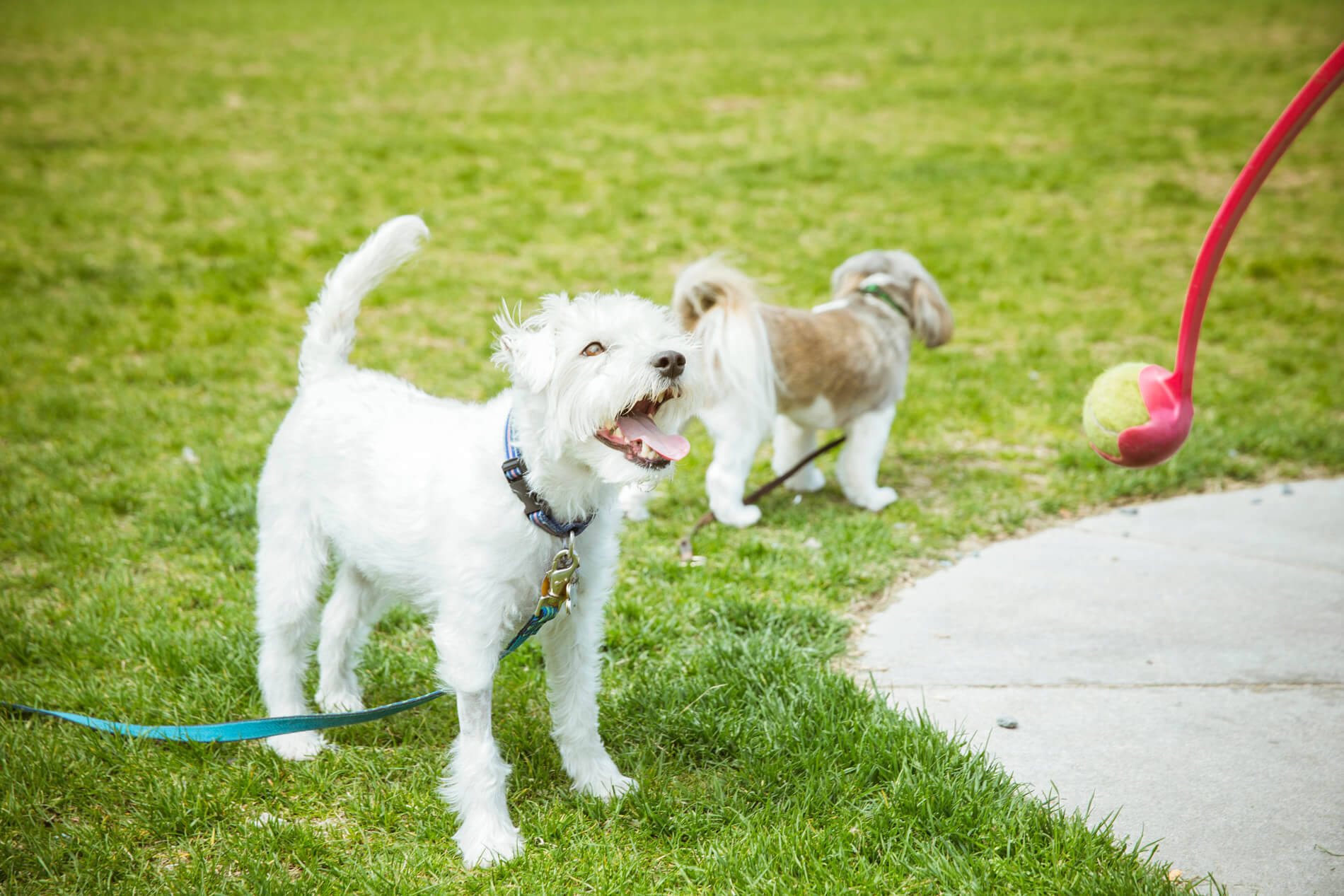 Dog playing fetch outside