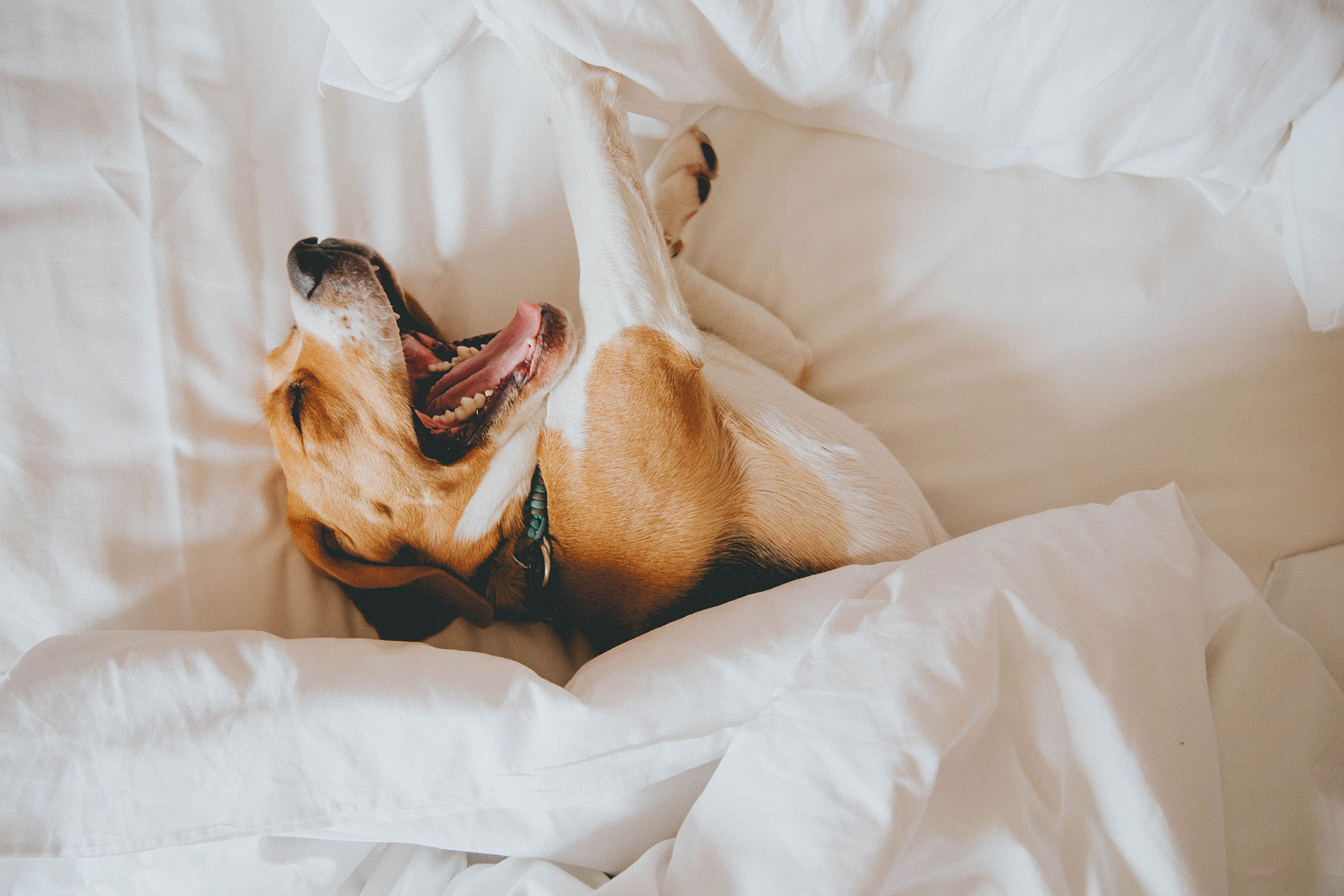 Dog stretching in bed