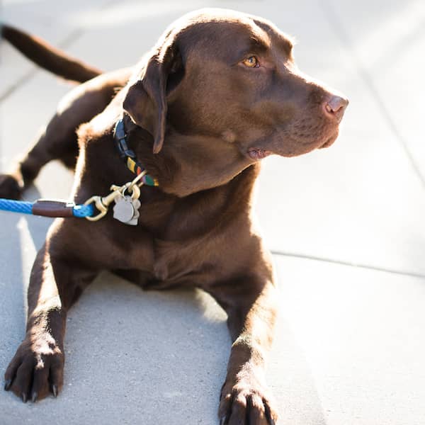 chocolate lab