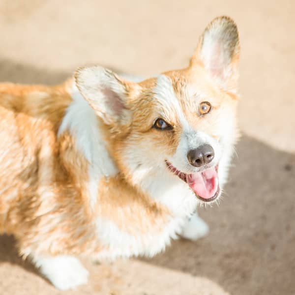 Corgie