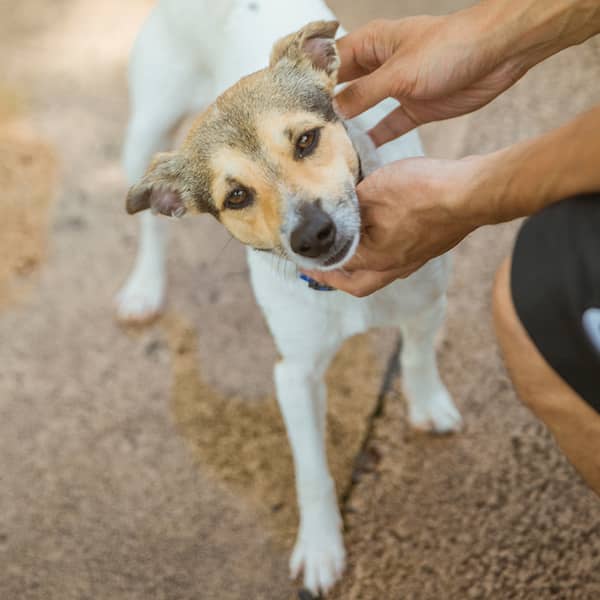 Jack Russell dog