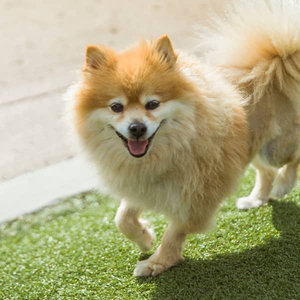 Pomeranian dog